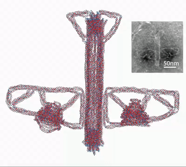 DNA机器人进化!这款软件能用几分钟造出复杂结构纳米设备,进入你的身体执行任务