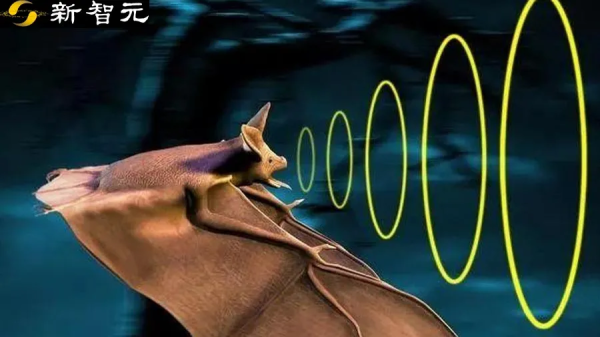 超胆侠来了！「蝙蝠感知」AI让智能手机听声生成3D图像