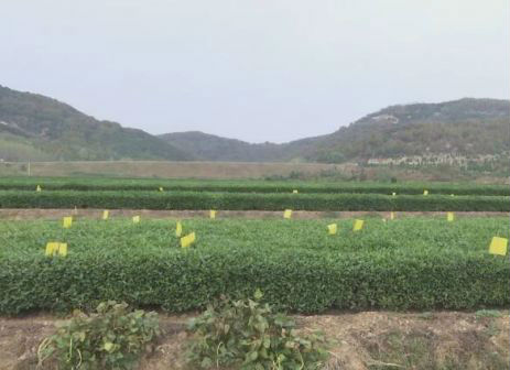 日照茶叶大数据01