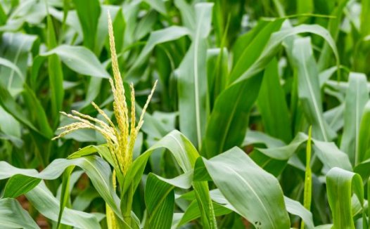 助力乡村产业振兴 四个农业大数据平台亮相2020“数博发布”