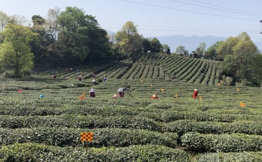 农业如何做好数字化？区块链、大数据助力，一线电商加码布局